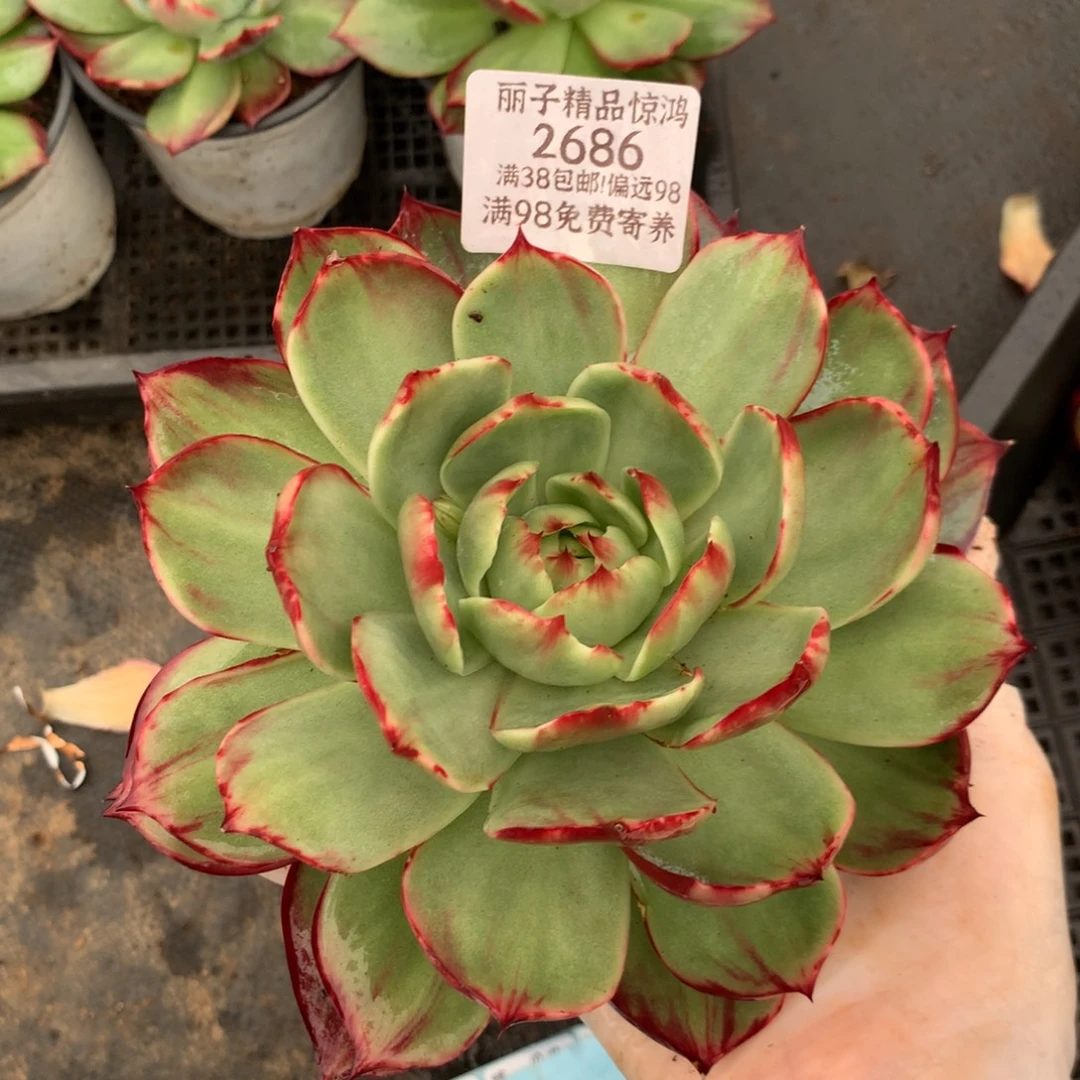 2686号多肉植物17厘米