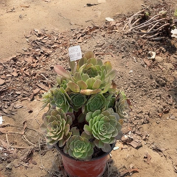 062花月夜多肉法师多肉