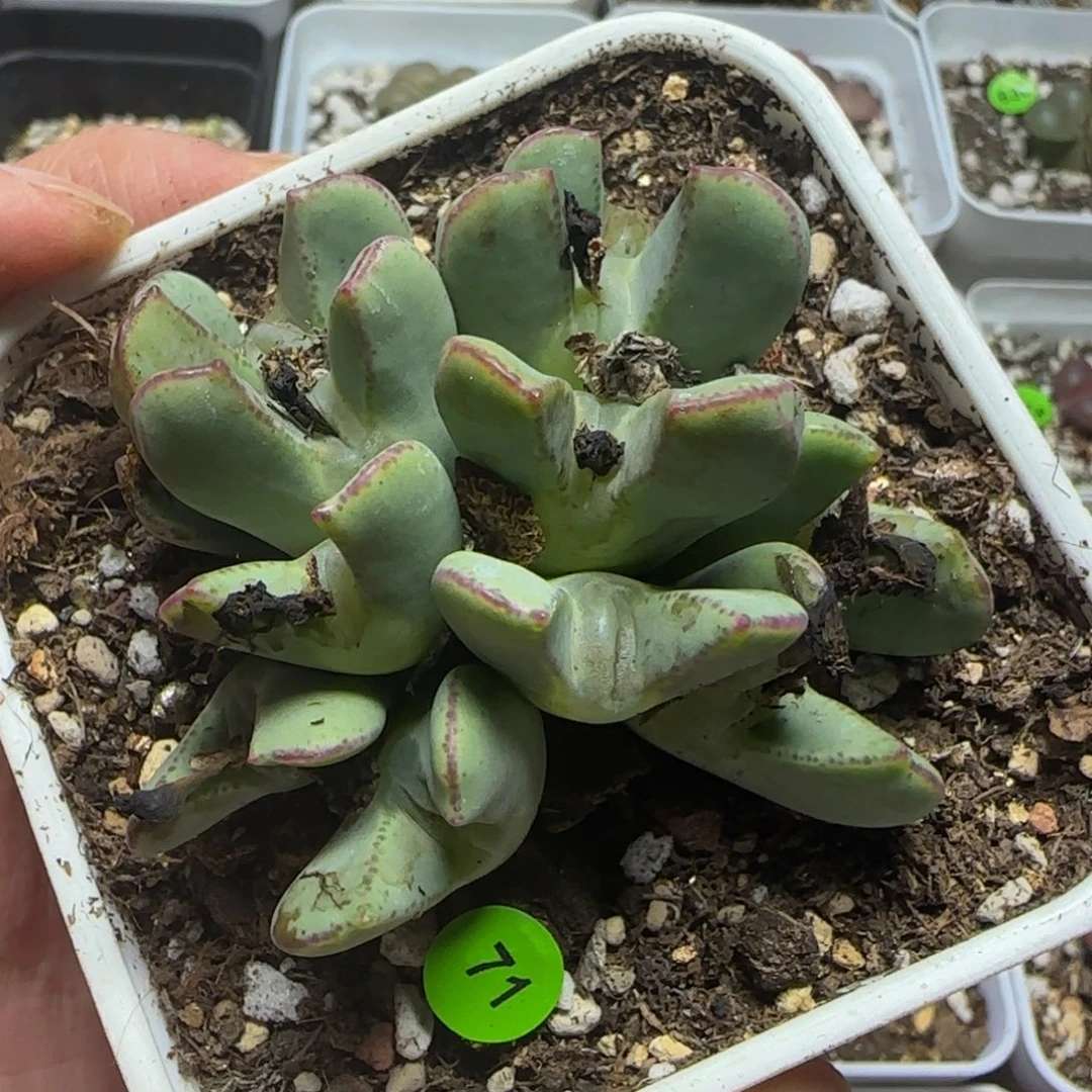 9***生专拍漂亮多肉植物71