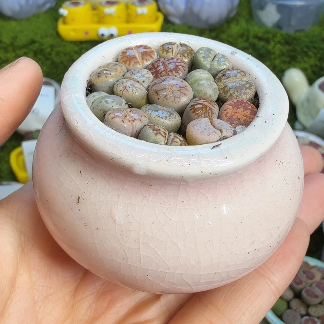 阳***风多肉植物福利冲1026