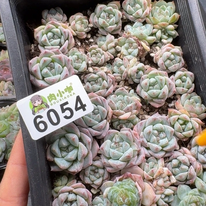 S***y多肉植物多肉植物
