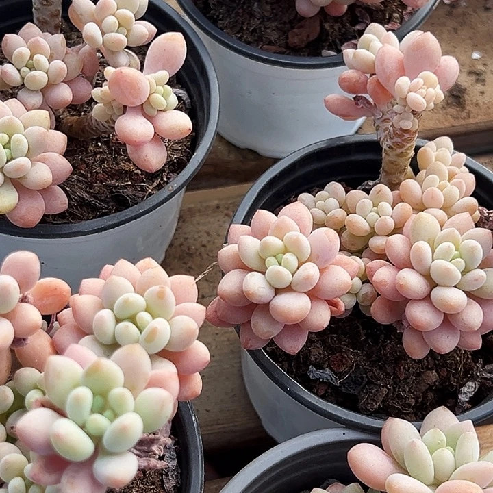 两盆      泡泡酱