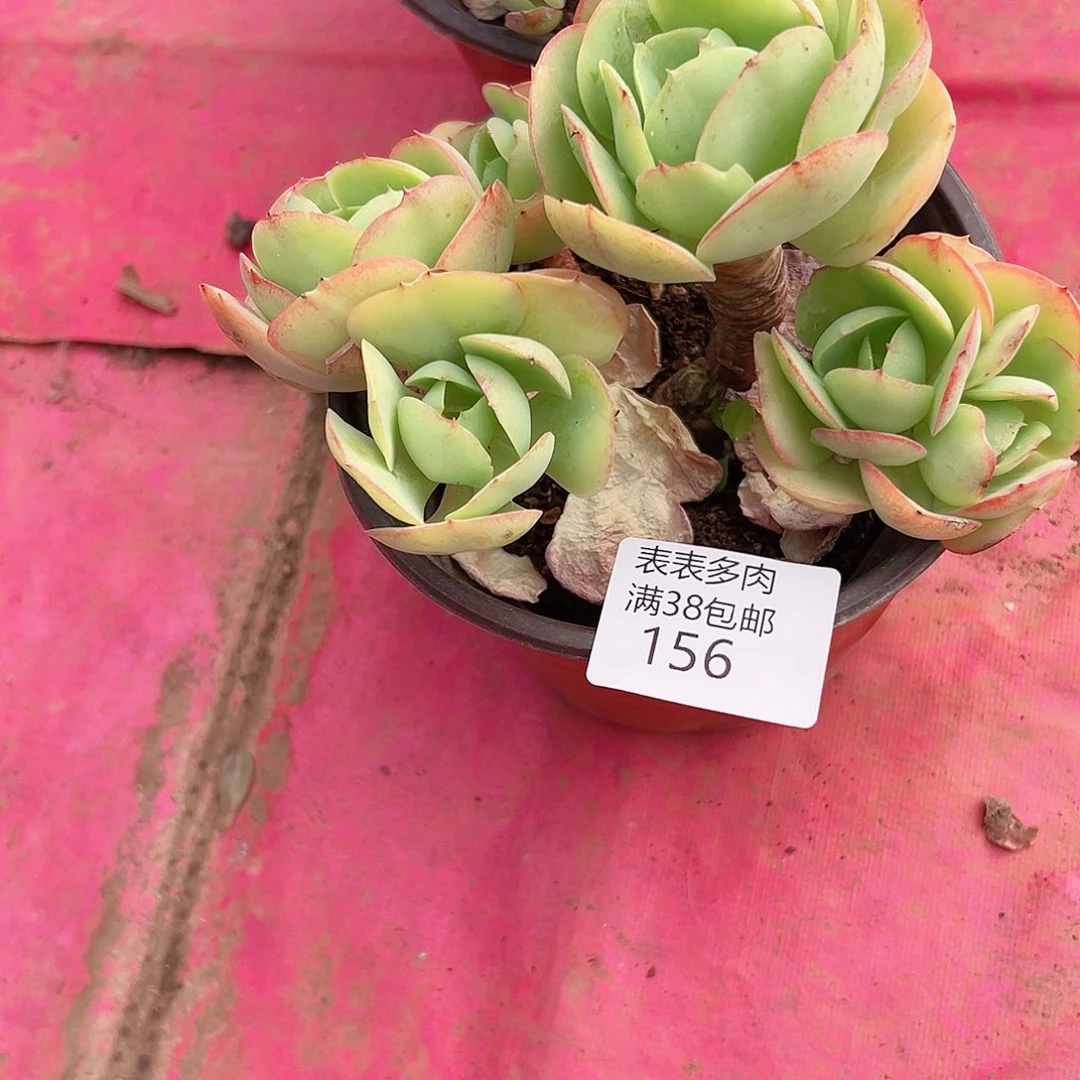 洛***狼多肉一物一拍植物156