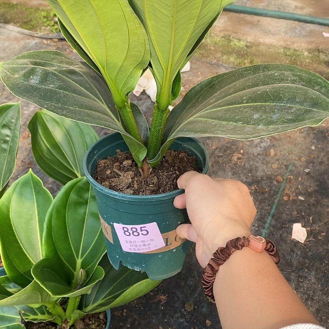 木本植物臭*木本花卉885