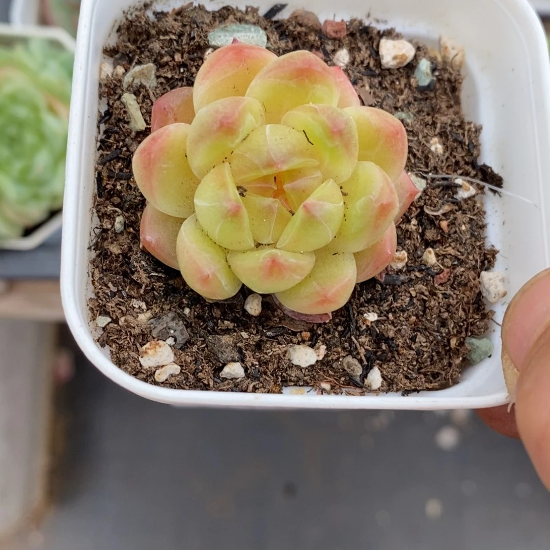 精品多肉一物一拍不包整253