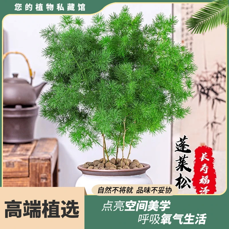 蓬莱松盆栽生肖猴植物室内招财小盆景四季常青好养净化空气花卉