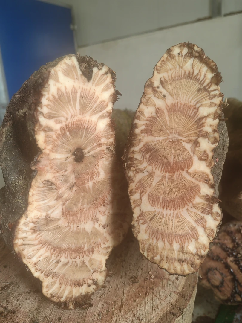 云南中缅边境深山新鲜扁担藤（一物一拍）