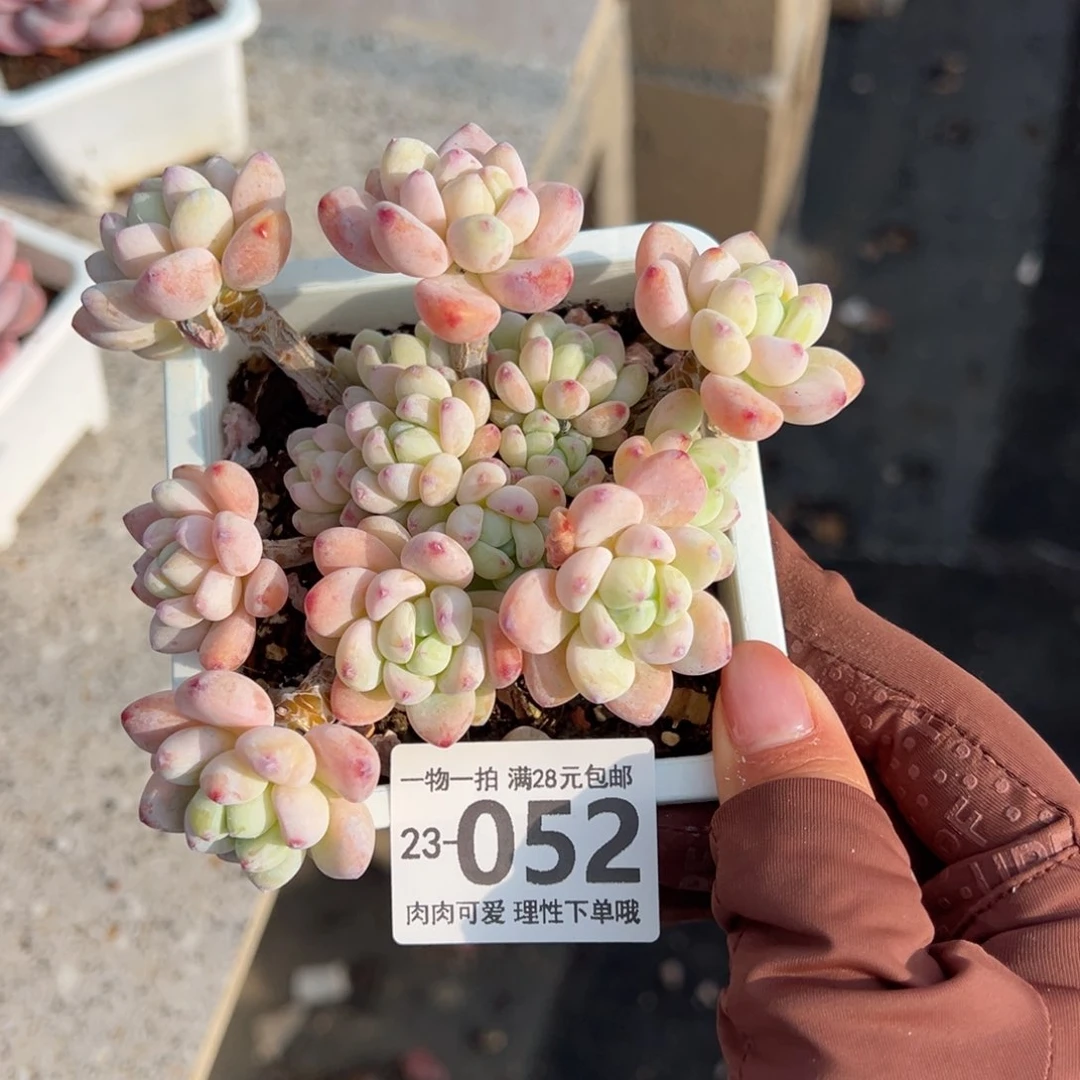 樱花罗绮多肉多肉多肉多肉