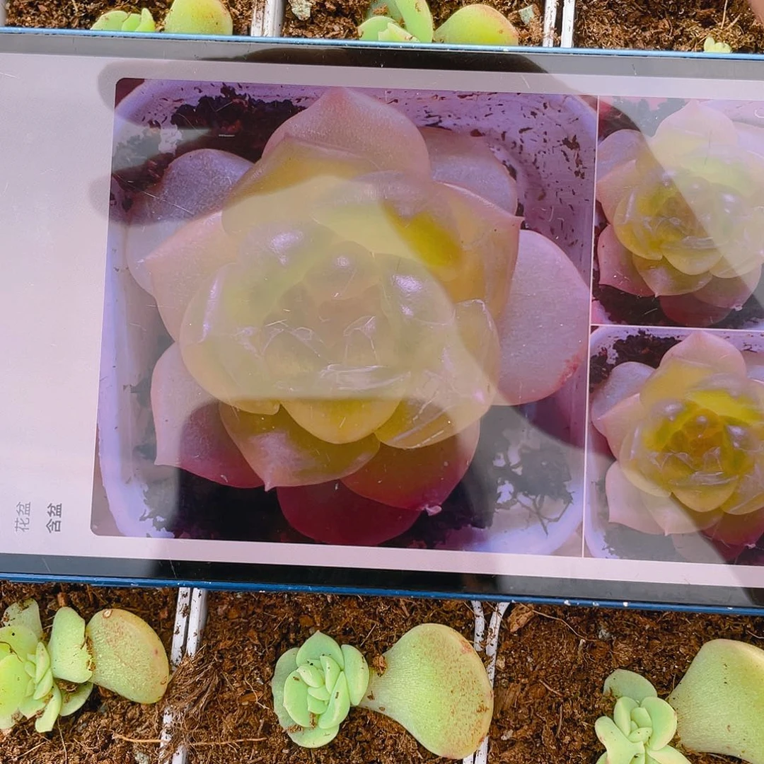 谪仙中盆一个满25包邮