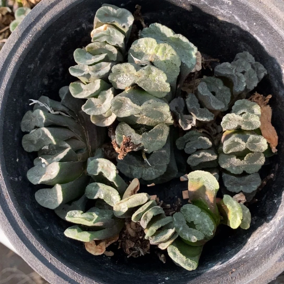 1467 一组九棵玉扇8个品种 超级福利