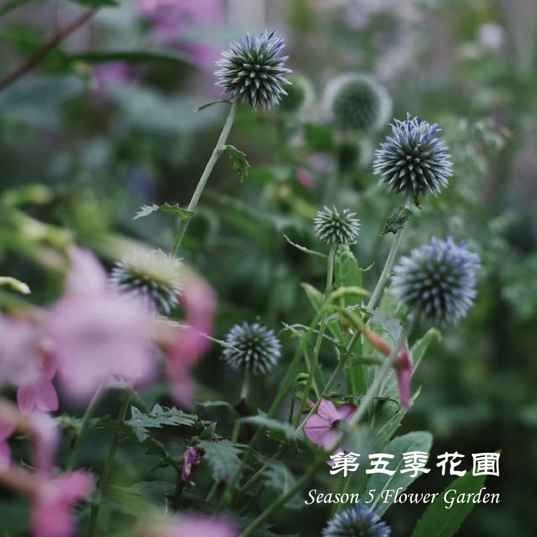 第五季花圃 高山蓝刺头 多年生耐寒 春季开花 庭院花镜阳台盆栽苗