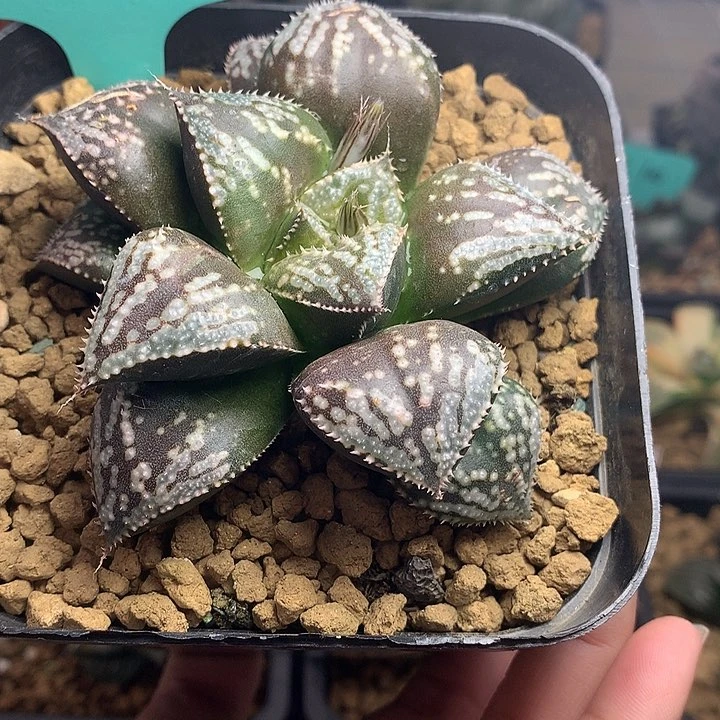 巨大化茶色星座一物一拍
