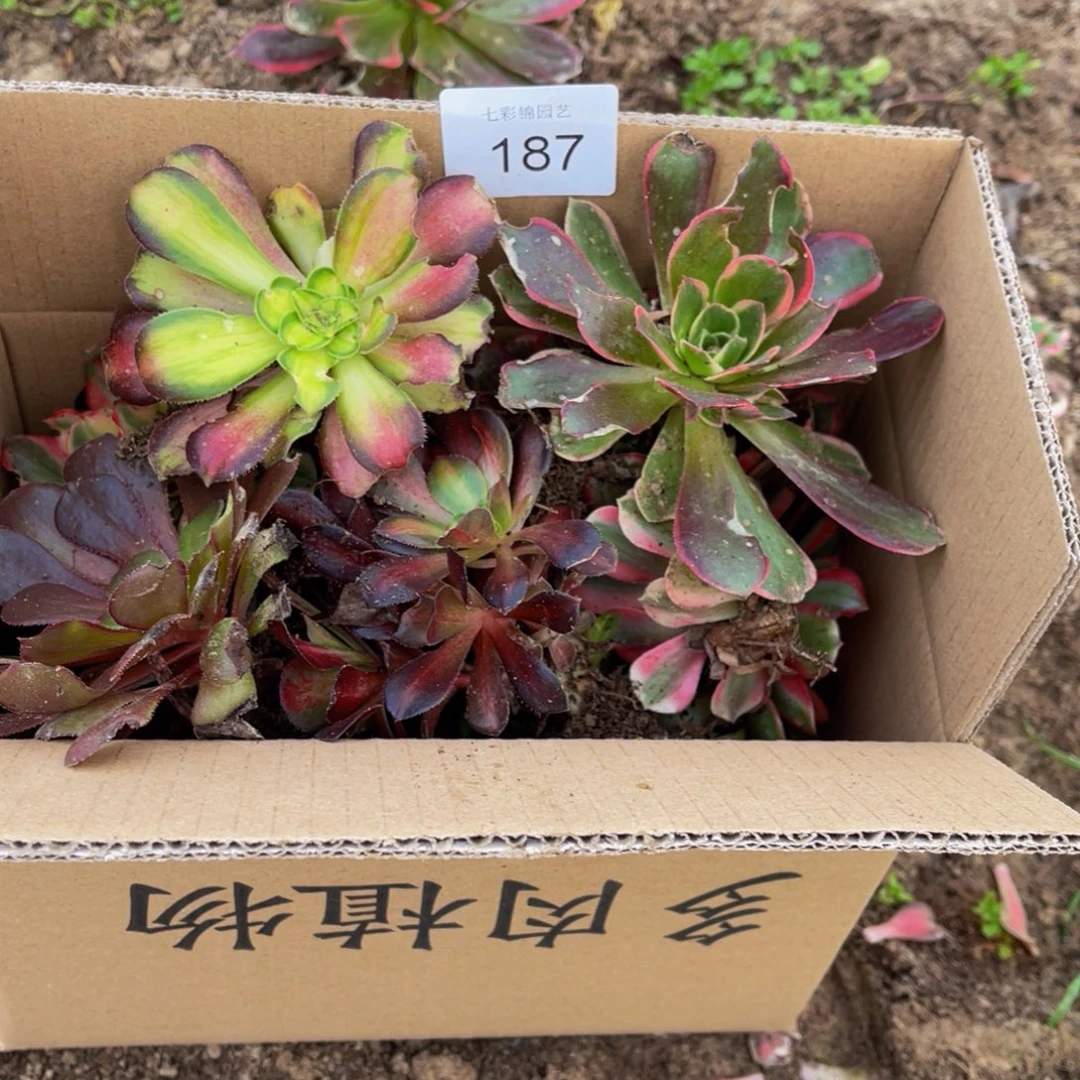 187箱拍无售后大小都有