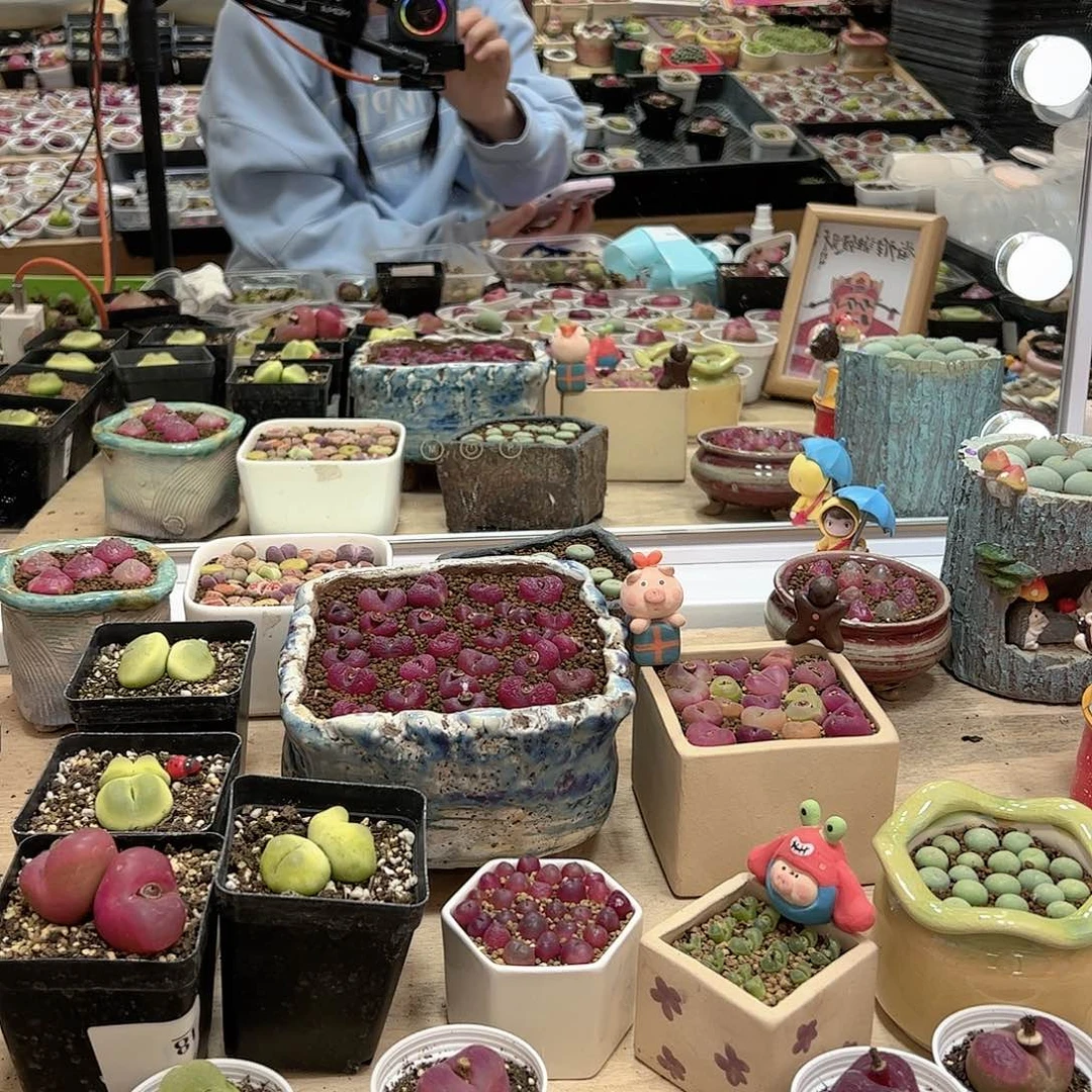 【闪购商品】山***深200 元盲盒