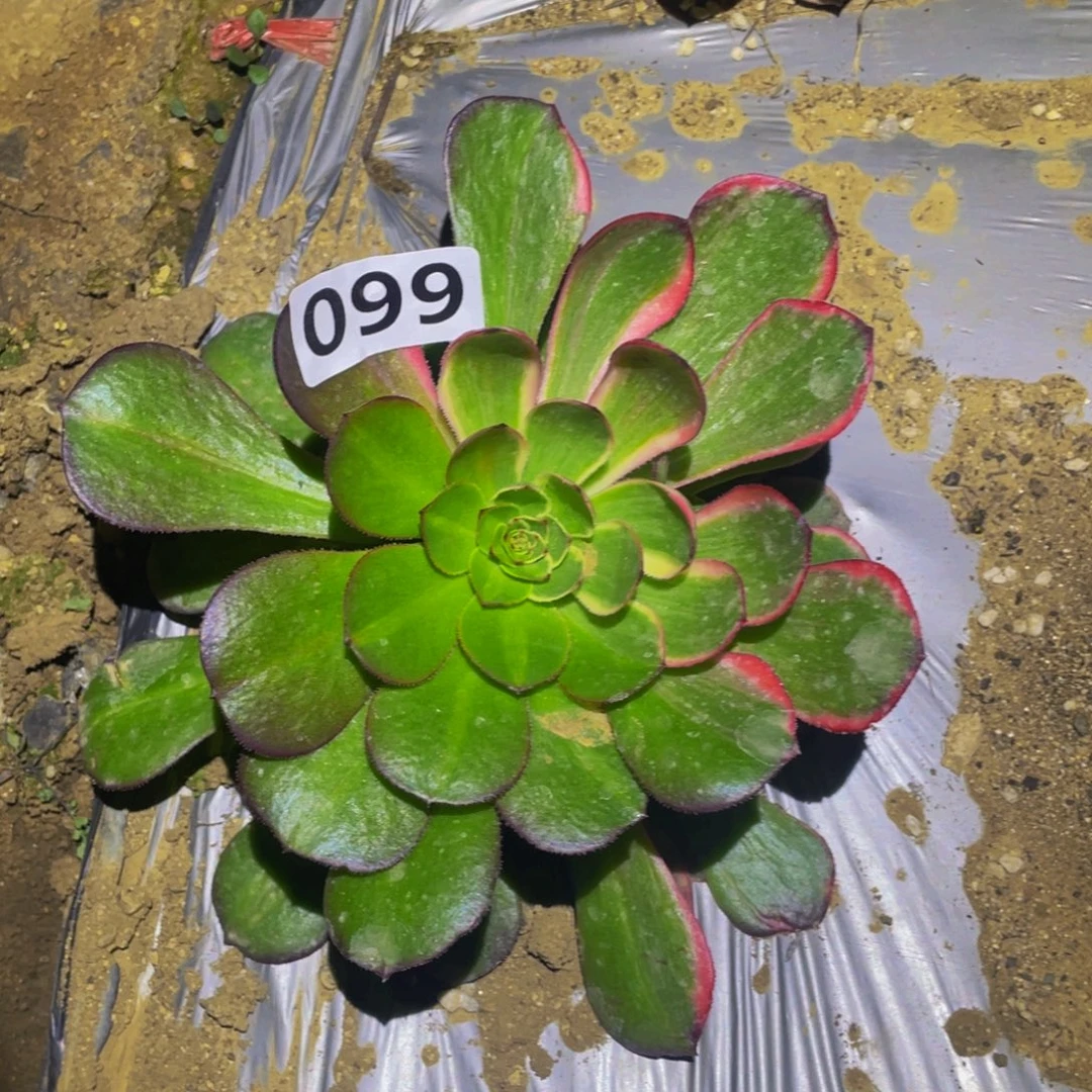 月华花脸多肉植物099