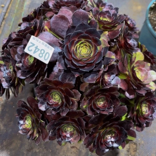 黑骑士084222222222222