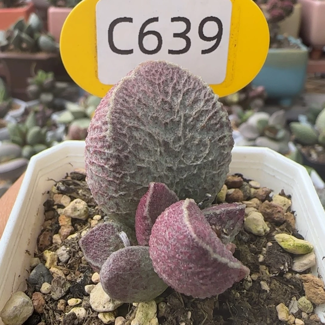 哈默猪肝。   639。