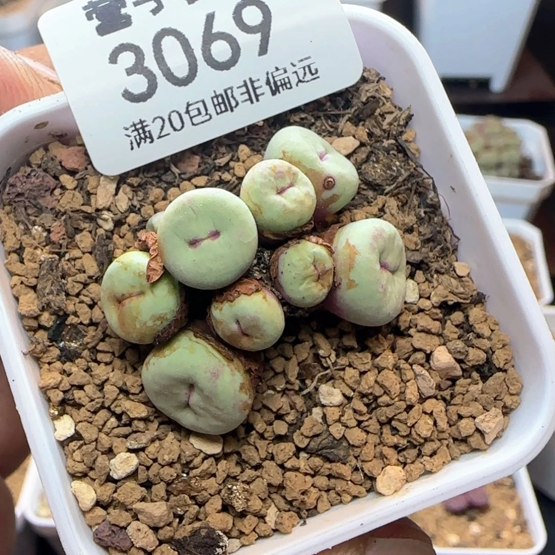 产地中嘴带盆土。