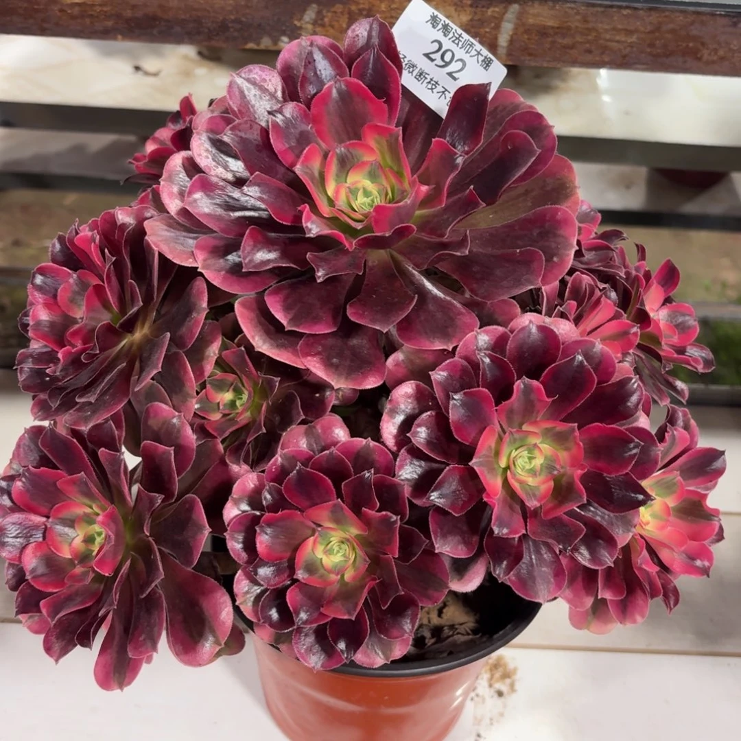 292美杜莎多肉植物法师