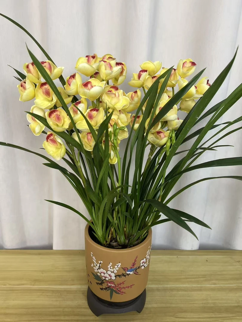 【黄金岁月3-5花剑】四季兰浓香好养室内外高端精品绿植花卉盆栽