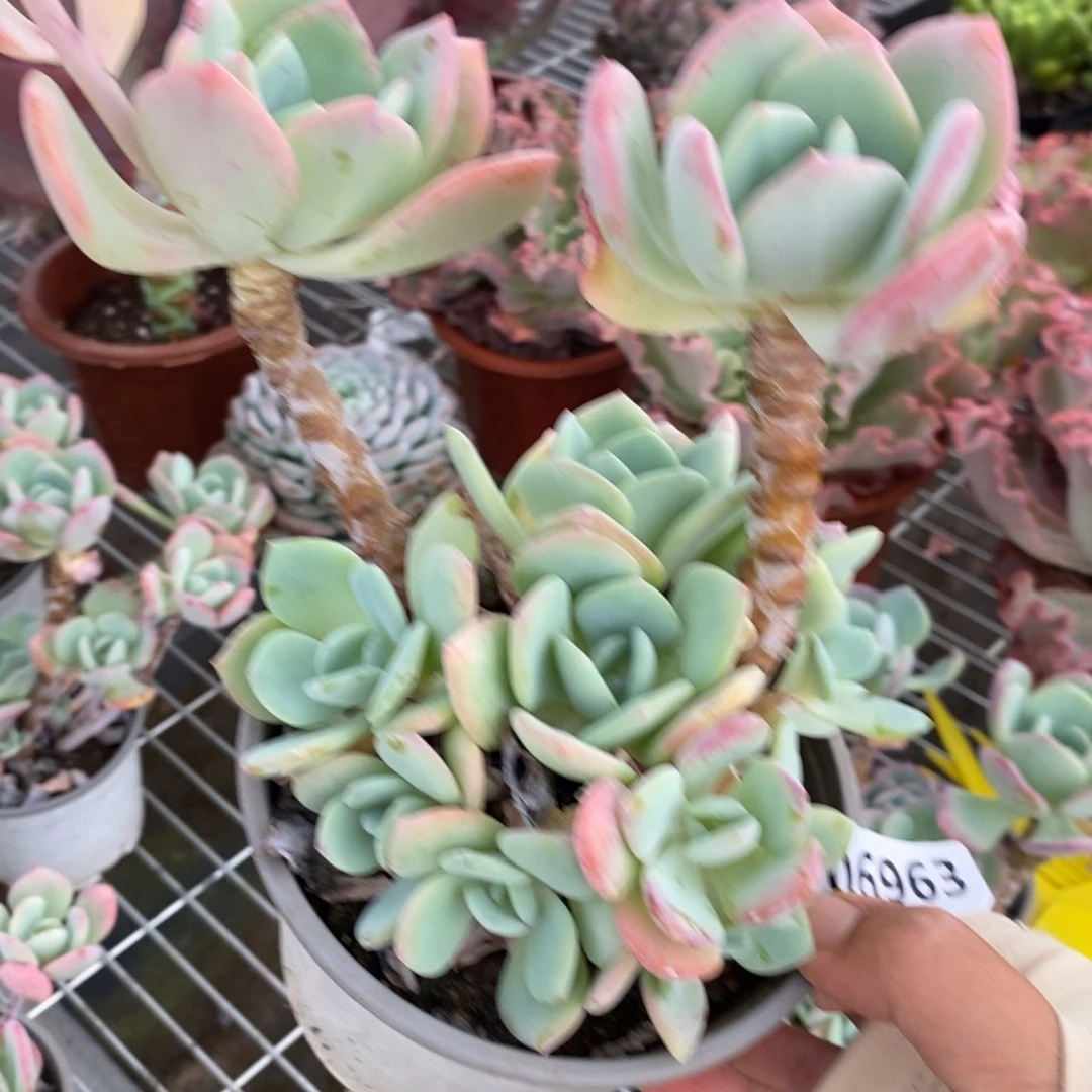 6963白月光一物一拍