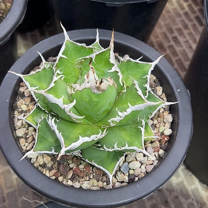 水***色龙舌兰多肉植物多肉