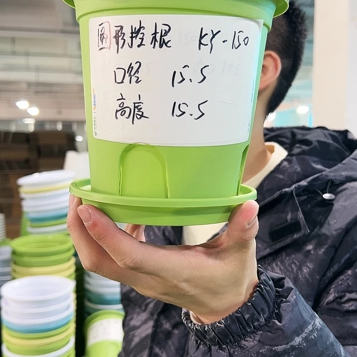 正品圆控口15高15果绿带托10只