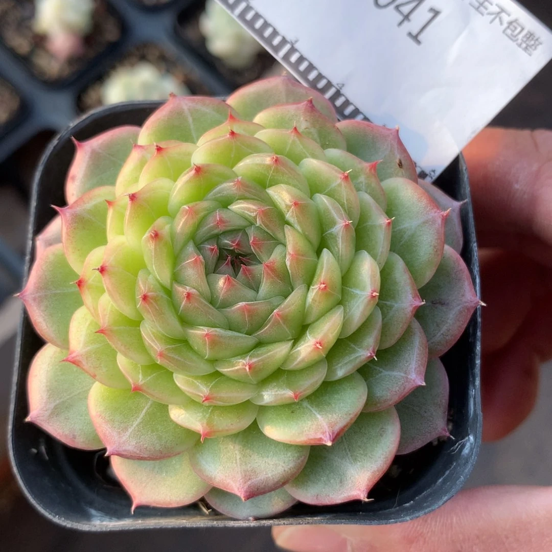 定制暗纹珍妮优选