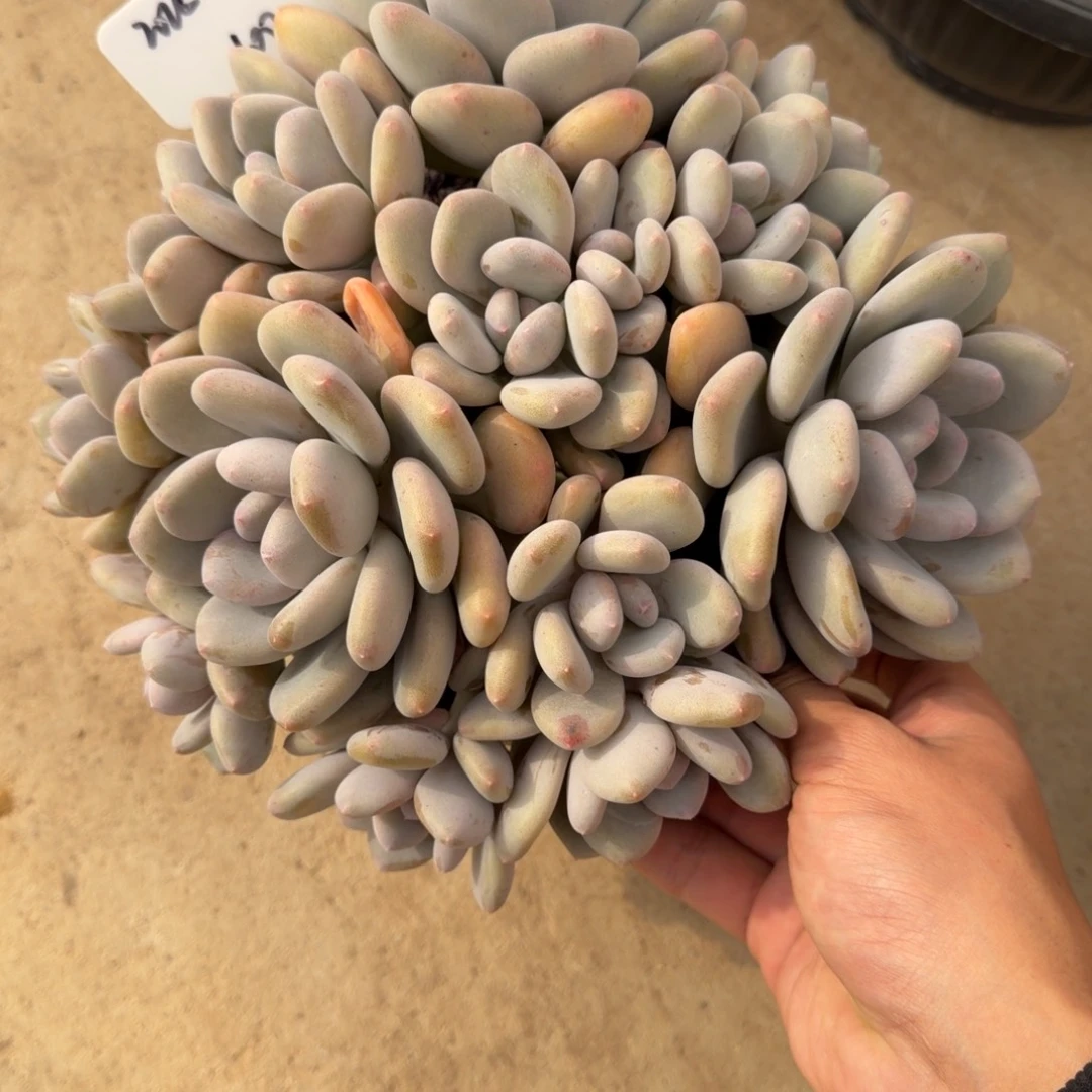 一物一拍三明治美人100