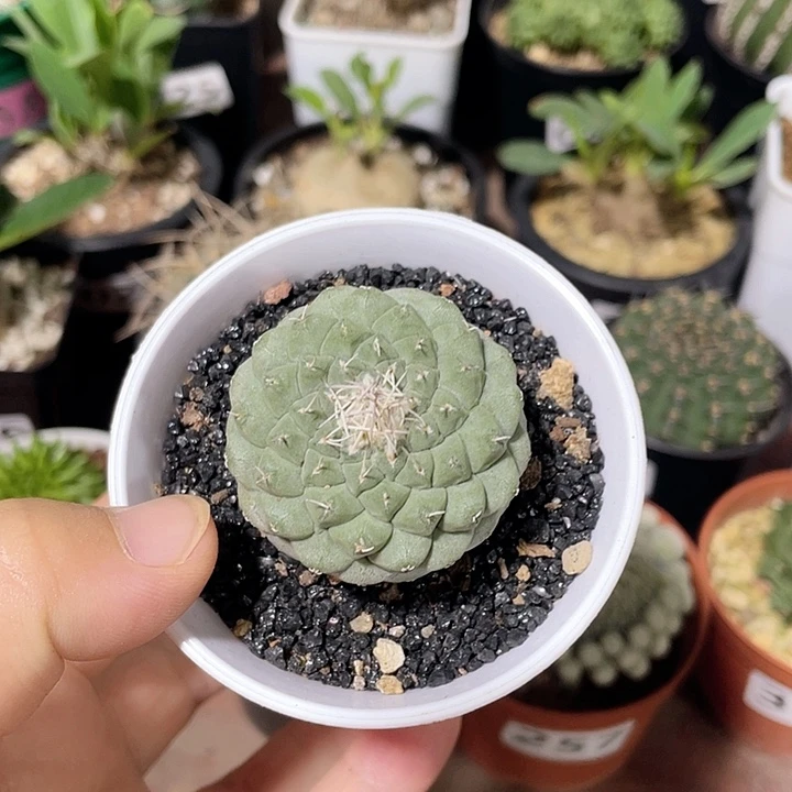355实生大单头菊水