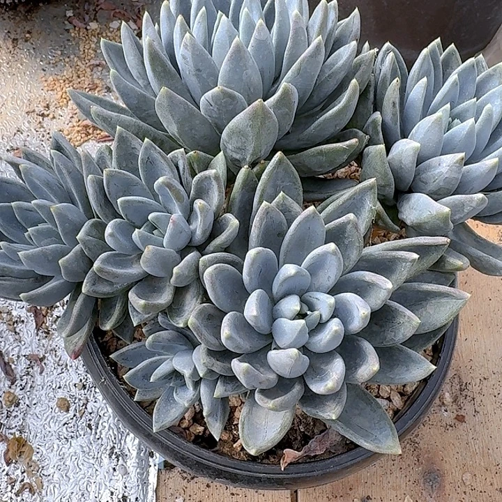 小红蛋多肉植物保护