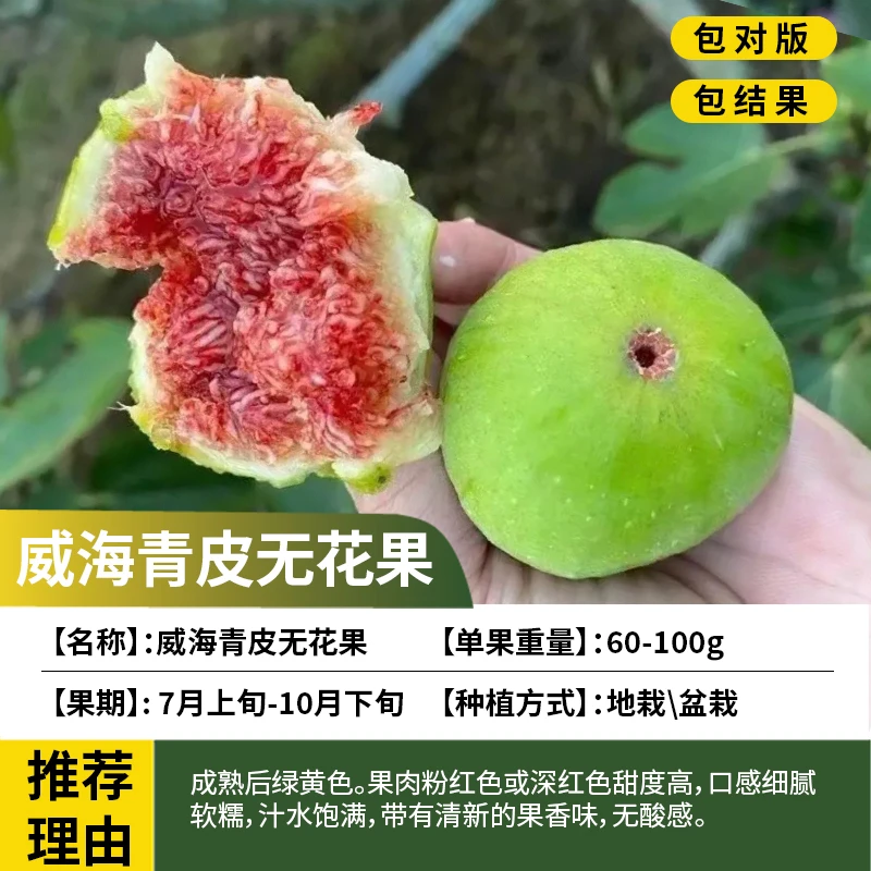 青皮王无花果树苗矮化盆栽适合南北种植