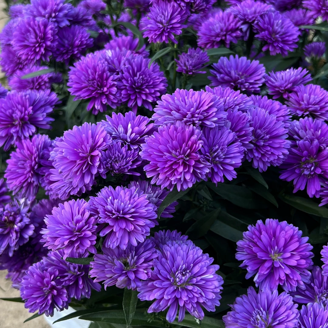 浅紫紫菀翠菊丛生盆栽花卉庭院阳台爆花强新手易养护