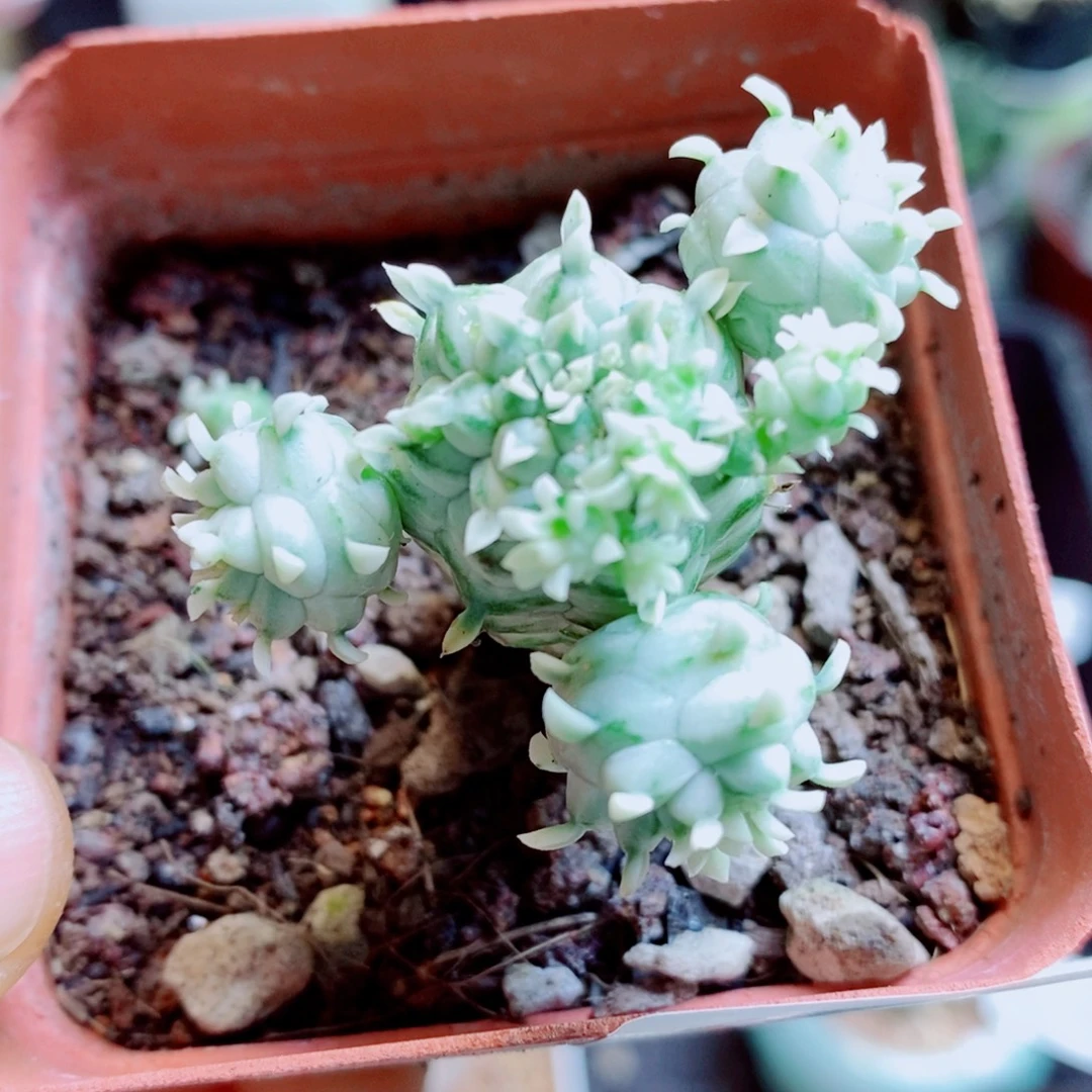 生石花花花花花花花花233