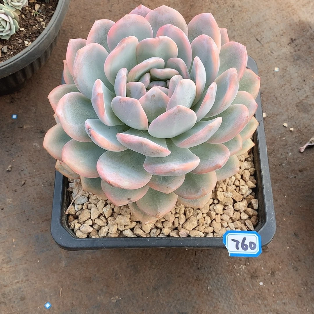 760橙子锦 一物一拍多肉