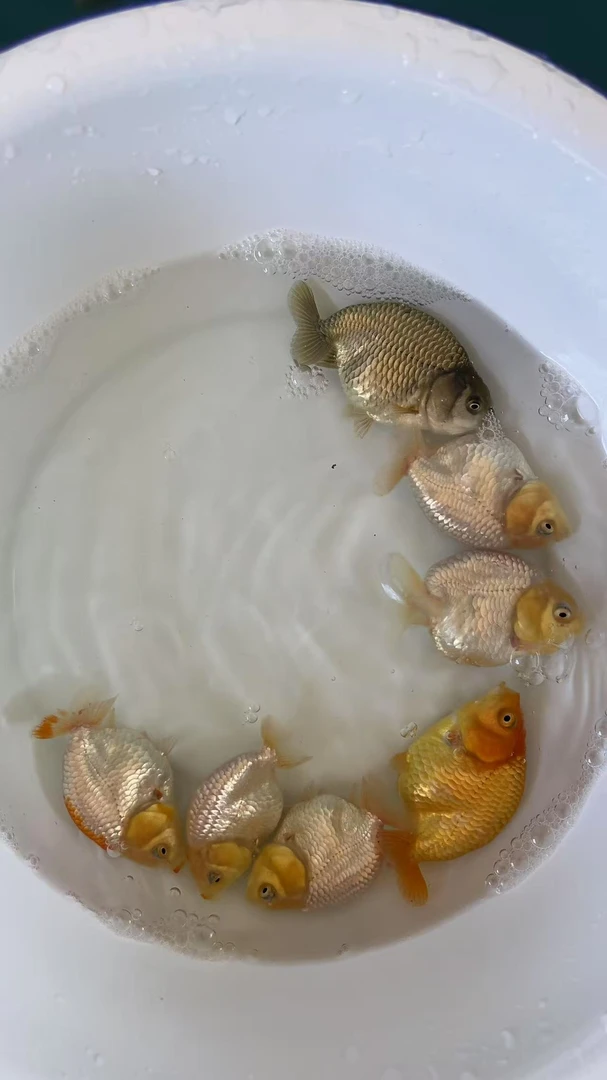 兰寿观赏鱼   冷水鱼好养耐活淡水宠物鱼