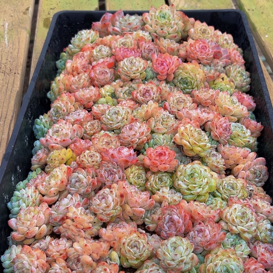 591的最后一天了啊我的天