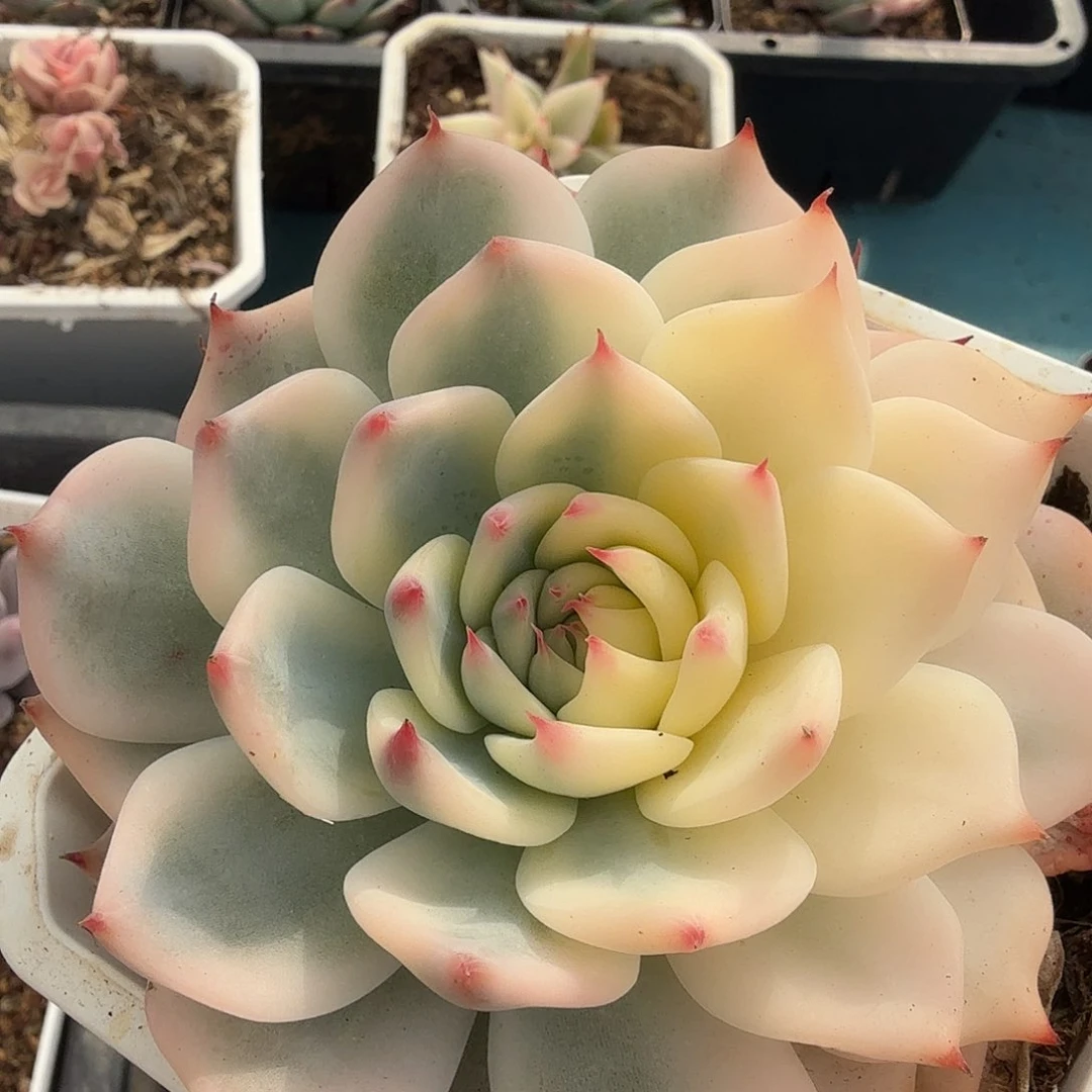 吉娃娃锦，多肉植物