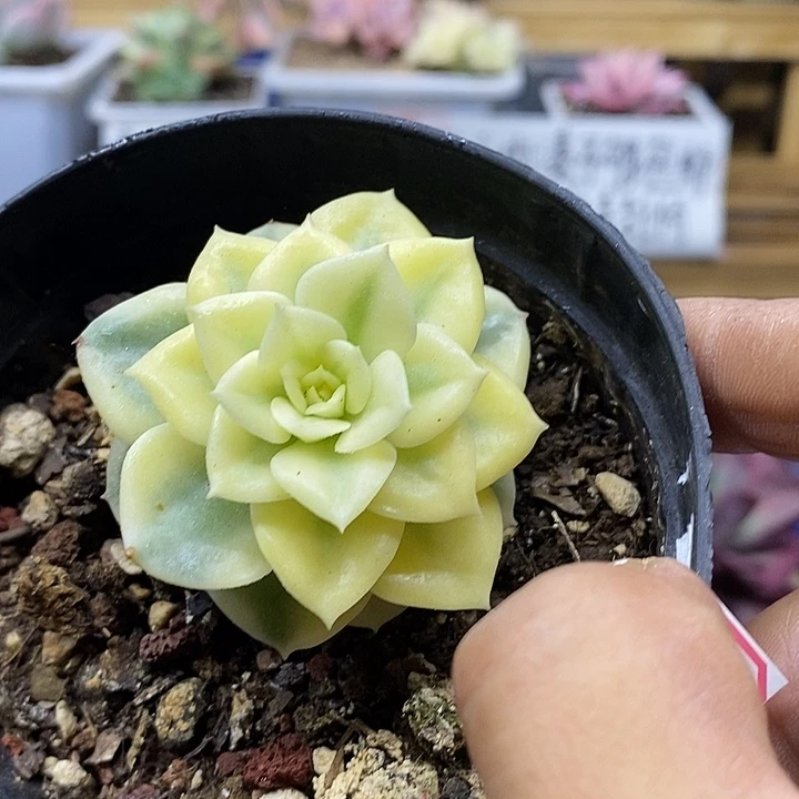 07166 蜡牡丹白宽覆轮锦