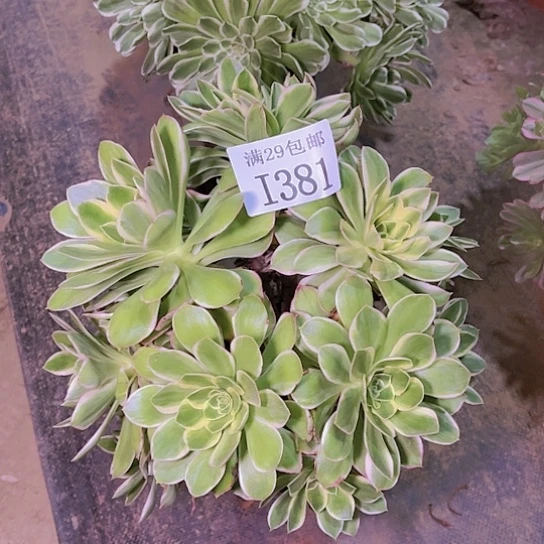 381绿玫瑰多肉植物