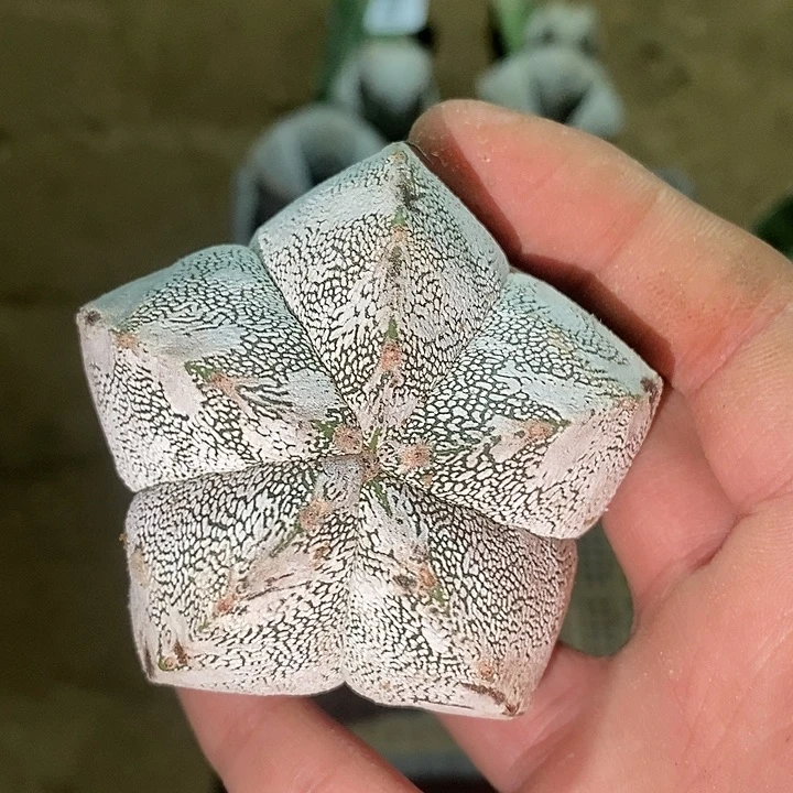 苗接福利雪花恩冢166