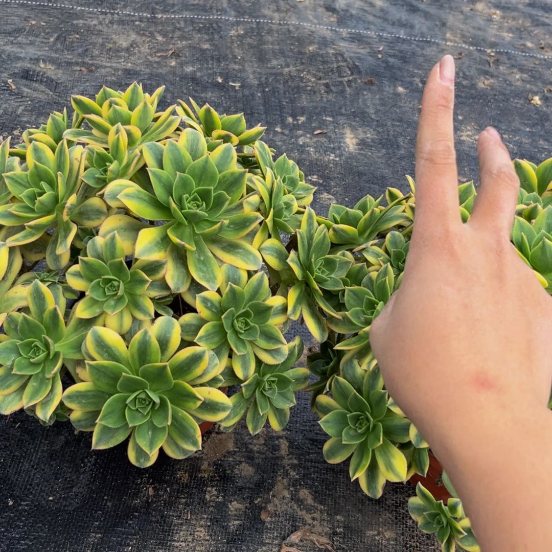 星爆多肉植物捧花的