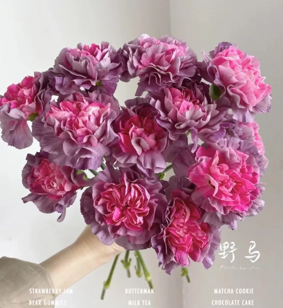 【基地直发】野马单头康乃馨  女神节 教师节母亲节礼物