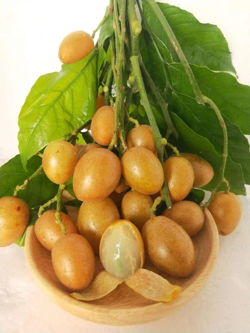 【空运】广东鸡心黄皮果新鲜水果黄弹整箱孕妇当季广西水果酸甜包邮