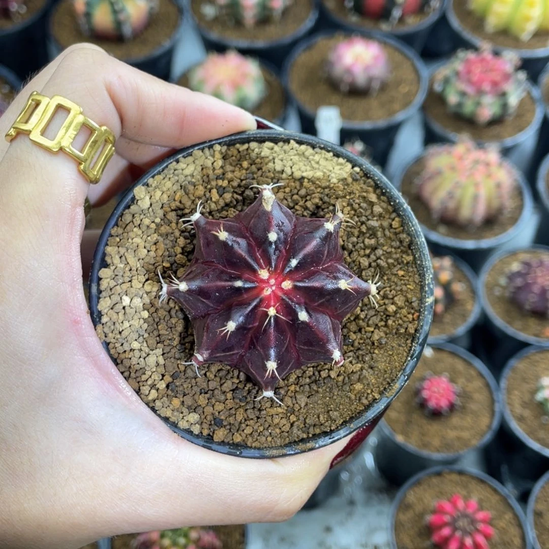 红酒微瑕00000002