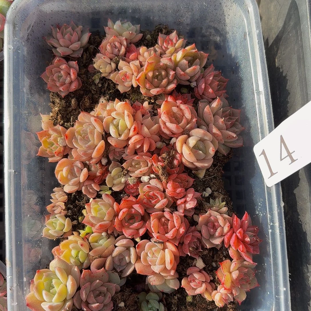 多肉植物多肉植物14