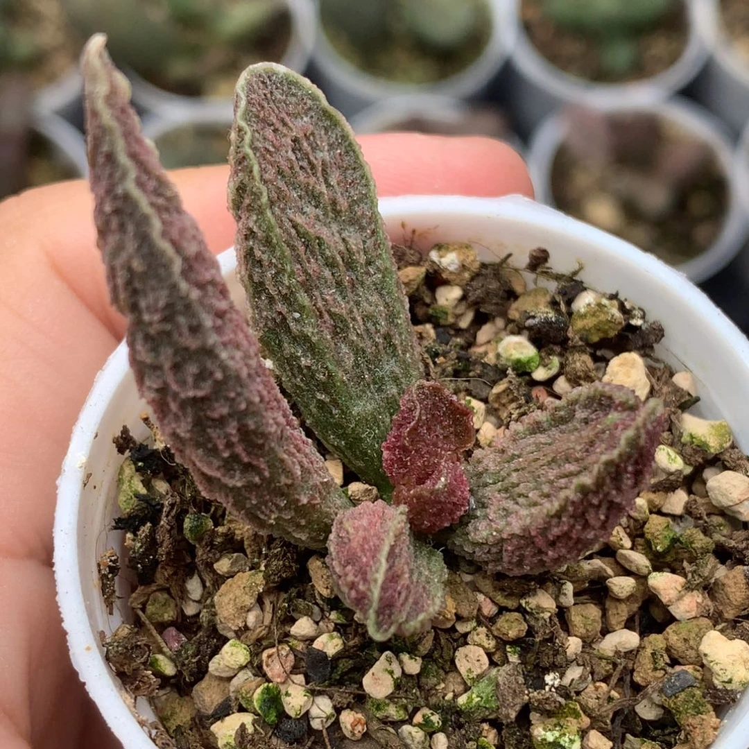 实生杂交水泡包邮
