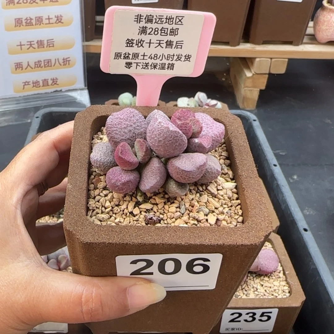 206夏娃多肉的植物