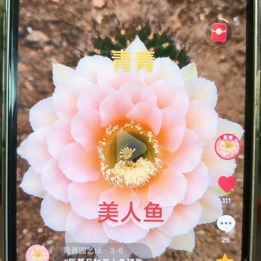 彩草青青美人鱼5.5-6公分左右