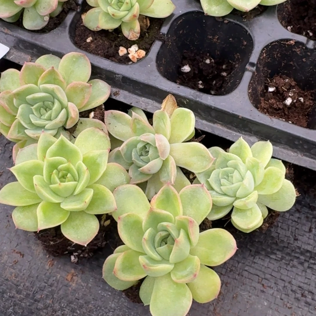 月影*kk及韩国东云29-37